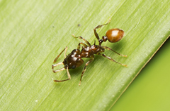 Orectognathus phyllobates