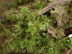 Dicranella staphylina