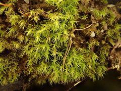 Dicranella staphylina