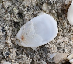Crepidula depressa