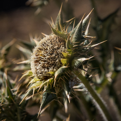 Berkheya cirsiifolia