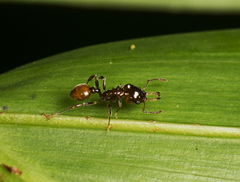 Orectognathus phyllobates