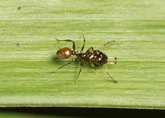 Orectognathus phyllobates