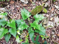 Dorstenia contrajerva