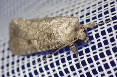 Noctuinae