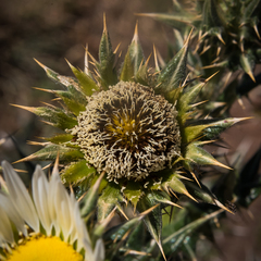 Berkheya cirsiifolia