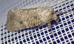 Noctuinae