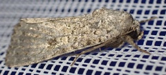 Noctuinae