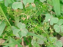 Cyclospermum leptophyllum
