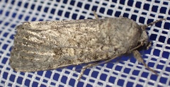Noctuinae