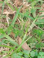 Cyclospermum leptophyllum