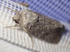 Noctuinae