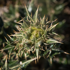 Berkheya cirsiifolia
