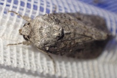 Noctuinae