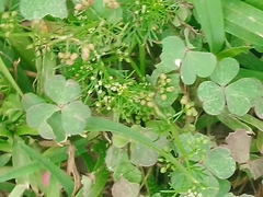 Cyclospermum leptophyllum
