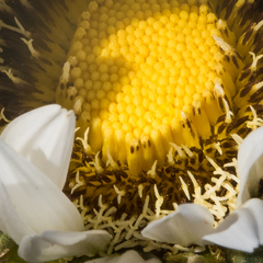 Berkheya cirsiifolia