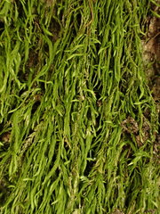 Pterigynandrum filiforme