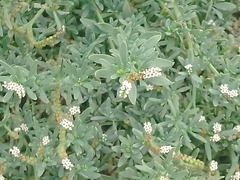 Heliotropium curassavicum