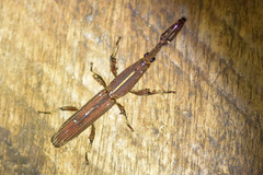 Hormocerus reticulatus