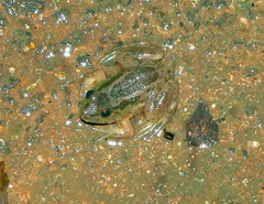 Euphlyctis hexadactyla