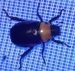 Scarabaeidae