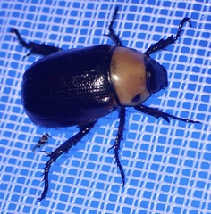 Scarabaeidae