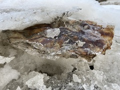 Chrysaora melanaster