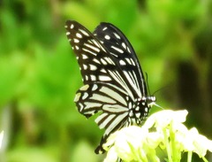Papilio clytia clytia