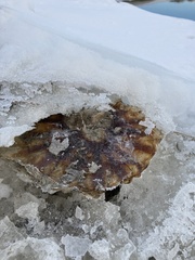 Chrysaora melanaster