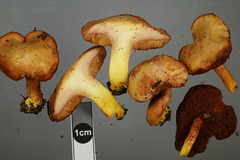 Chalciporus