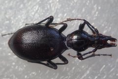 Cychrus angustatus