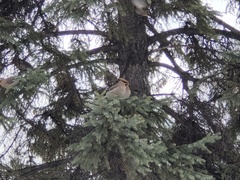 Bombycilla garrulus garrulus