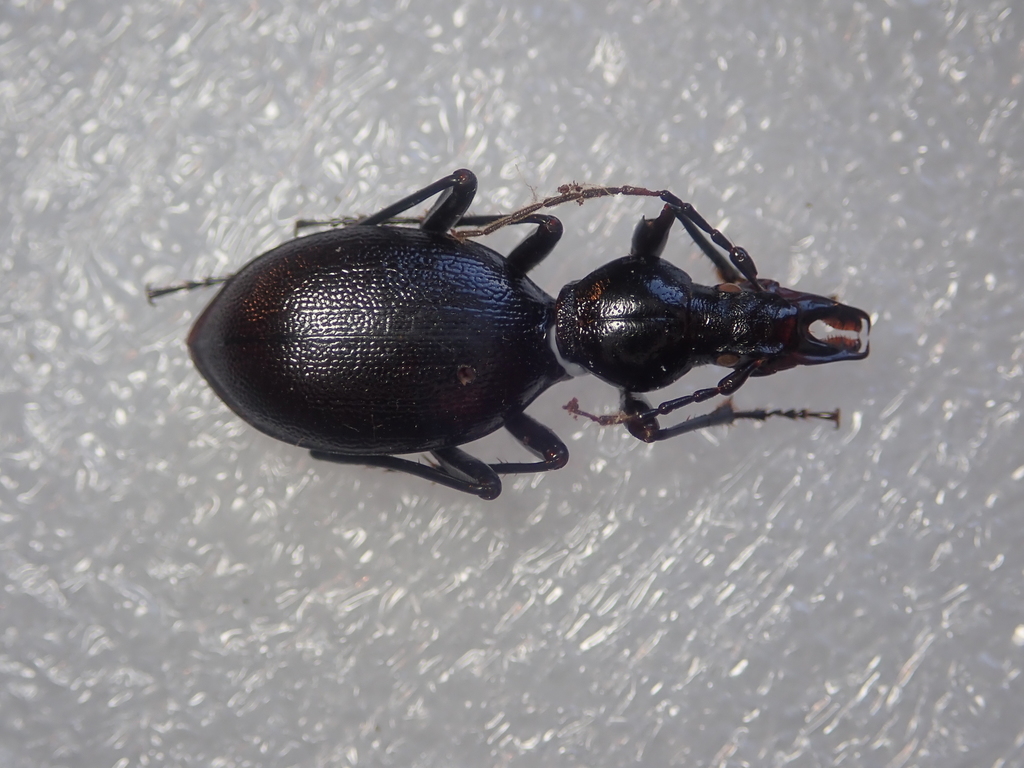 Cychrus angustatus