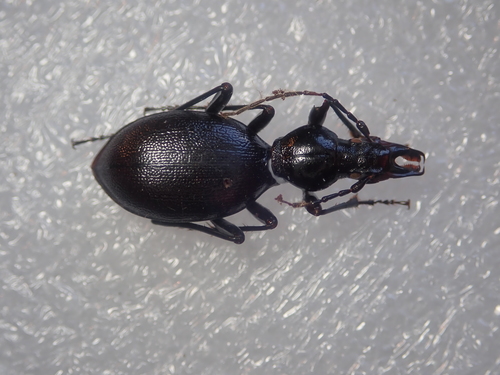 Cychrus angustatus