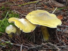 Tricholoma davisiae