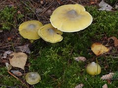 Tricholoma davisiae