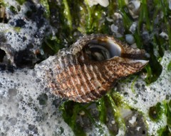 Isocheles wurdemanni