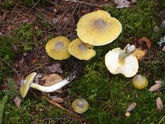 Tricholoma davisiae