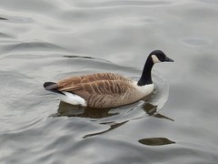 Branta canadensis