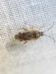 Harpocera thoracica