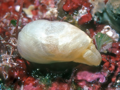 Cylindrobulla