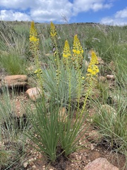 Bulbine angustifolia
