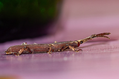 Hormocerus reticulatus
