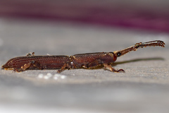 Hormocerus reticulatus