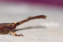 Hormocerus reticulatus
