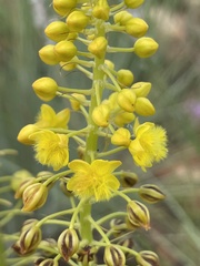 Bulbine angustifolia