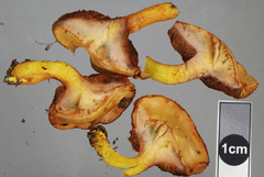Chalciporus