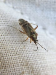 Harpocera thoracica