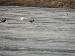 Corvus cornix cornix