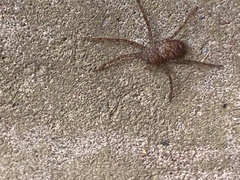Sparassidae